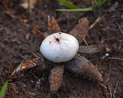 [This mushroom resembles a star-shaped flower sitting flat on the ground. It has a whitish center puffball with a hole in the top center. Coming out from the bottom of the puffball are petal-shaped sections which dark brown and have cracks in them.]